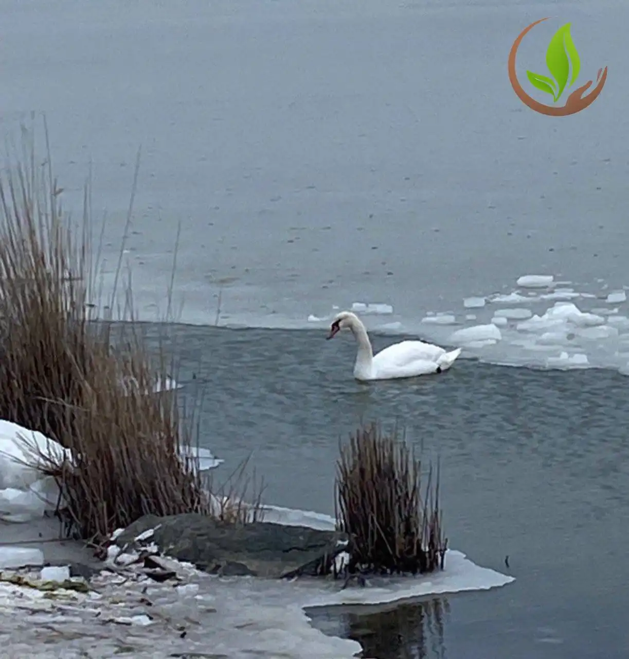 Лебеди в порядке: специалисты МЧС и экологи подтверждают благополучие птиц в Крыму - Барахолка в Симферополь