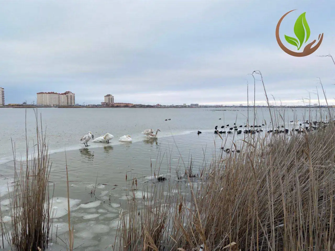Лебеди в порядке: специалисты МЧС и экологи подтверждают благополучие птиц в Крыму - Барахолка в Симферополь