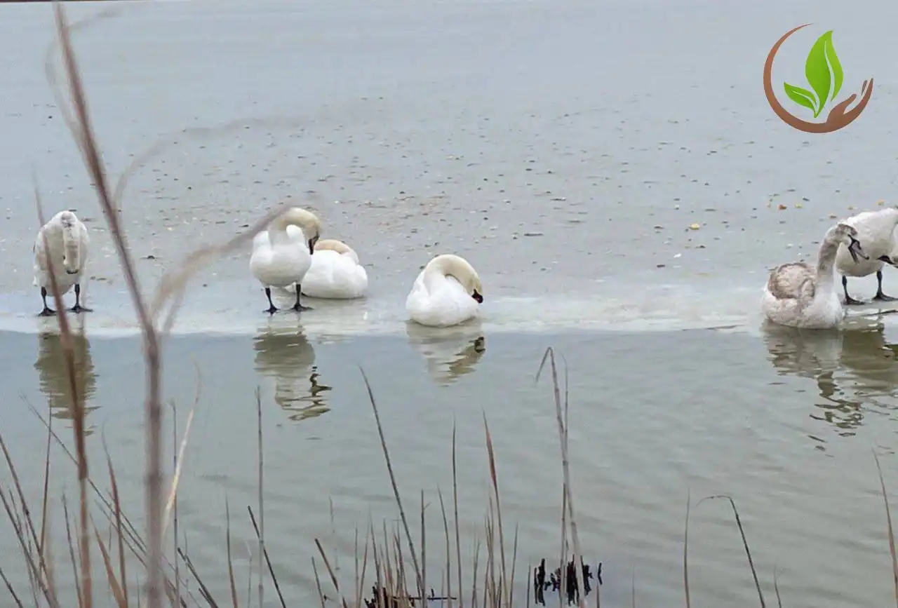 Лебеди в порядке: специалисты МЧС и экологи подтверждают благополучие птиц в Крыму - Барахолка в Симферополь
