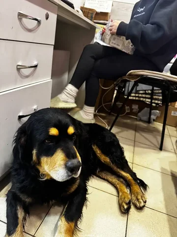 Найдена собака в пункте выдачи на ул. Тургенева - Найденные животные в Симферополь