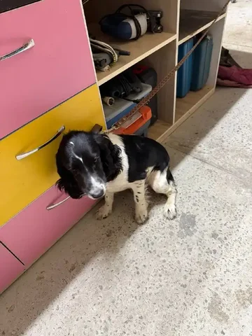 Ищет хозяина милая собака породы кокер-спаниель - Собаки в Симферополь