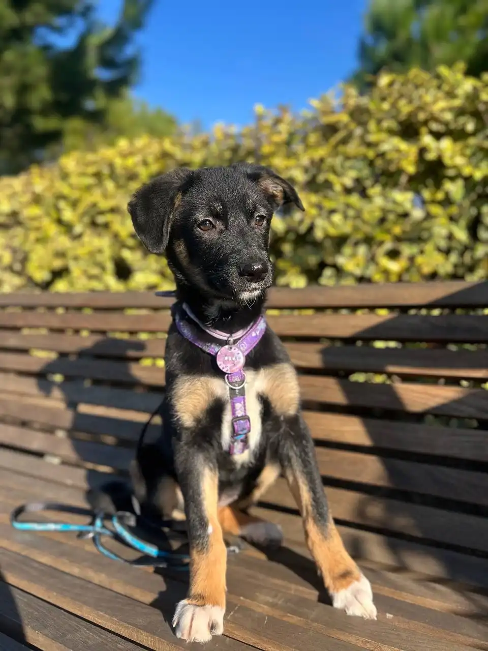 Щеночки ищут дом - Собаки (Животные) в Симферополь