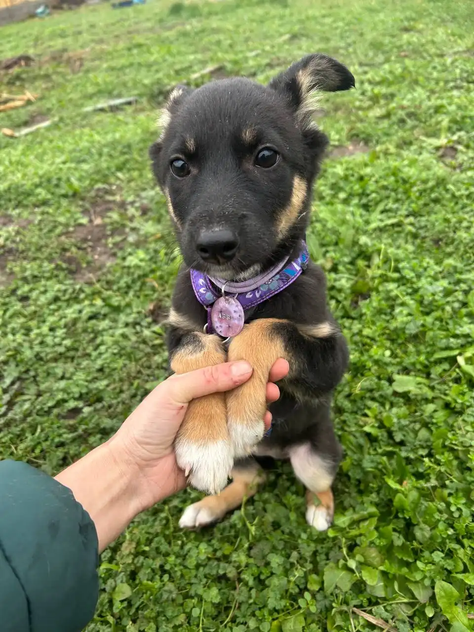 Щеночки ищут дом - Собаки (Животные) в Симферополь