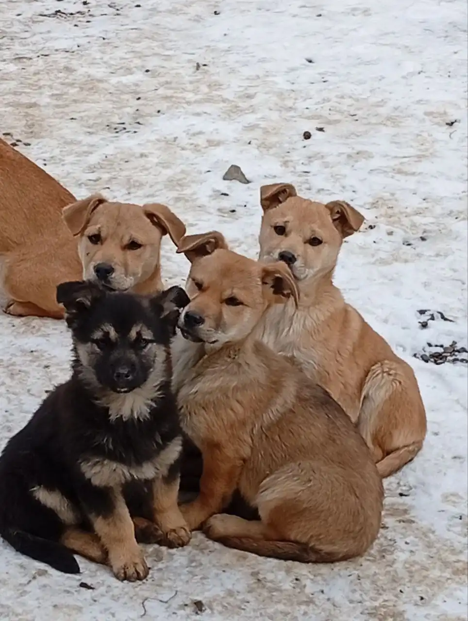 Срочно нужен дом для бездомных щенков - Собаки (Животные) в Симферополь
