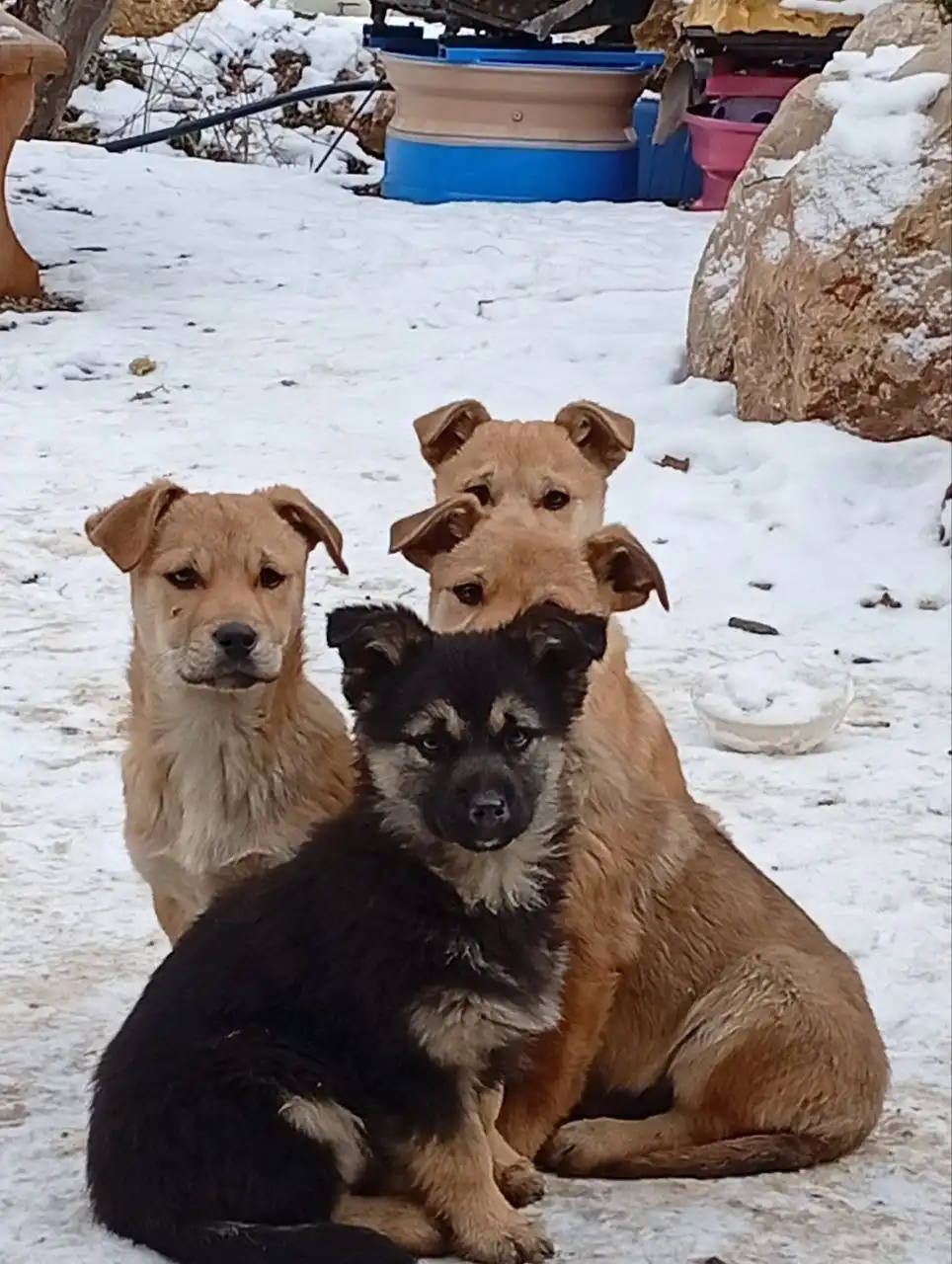 Срочно нужен дом для бездомных щенков - Собаки (Животные) в Симферополь