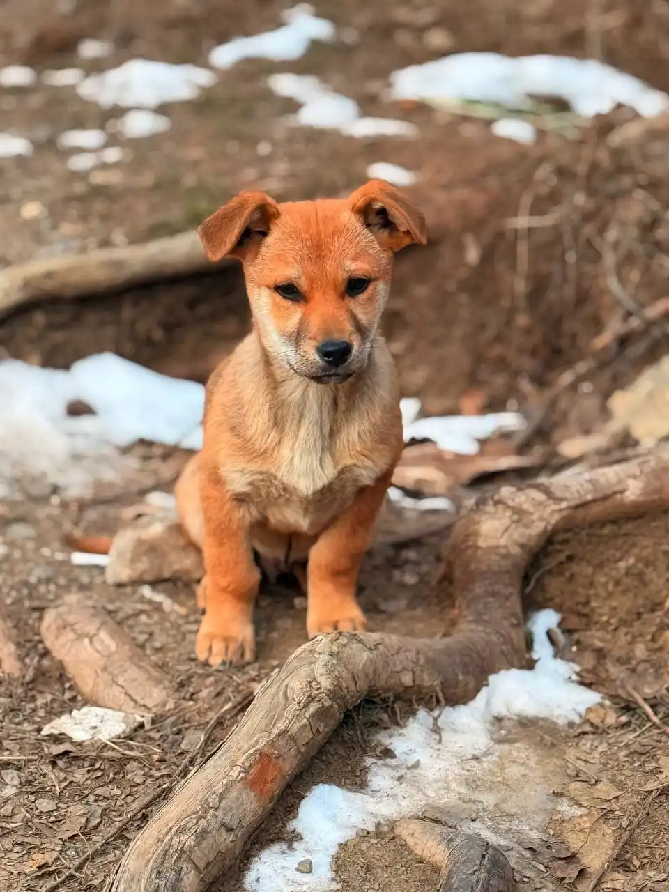 Срочно нужен дом для бездомных щенков - Собаки (Животные) в Симферополь
