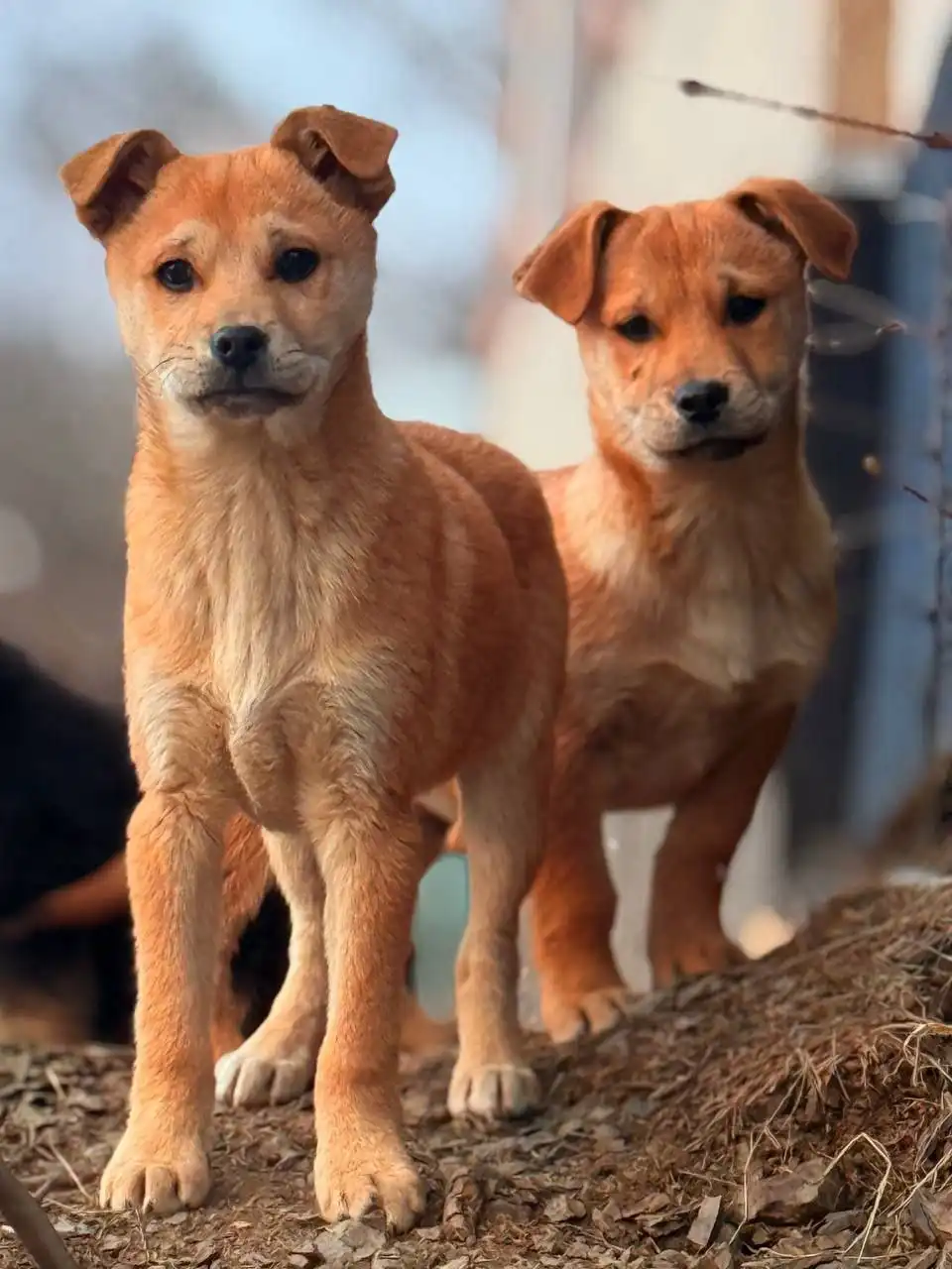 Срочно нужен дом для бездомных щенков - Собаки (Животные) в Симферополь
