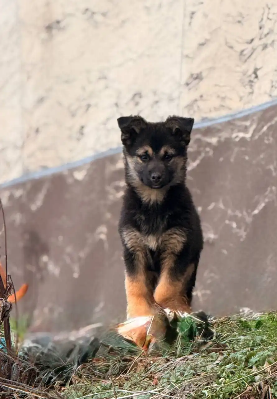 Срочно нужен дом для бездомных щенков - Собаки (Животные) в Симферополь