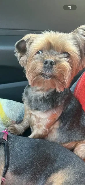 Потерялась собака Фунтик в районе Севастопольская-Крымских партизан - Птица в Симферополь