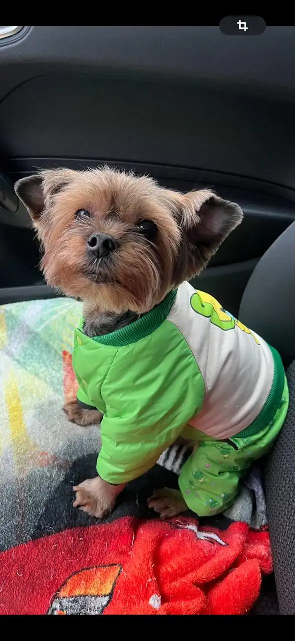 Потерялась собака Фунтик в районе Севастопольская-Крымских партизан - Потерянные/найденные животные (Животные) в Симферополь