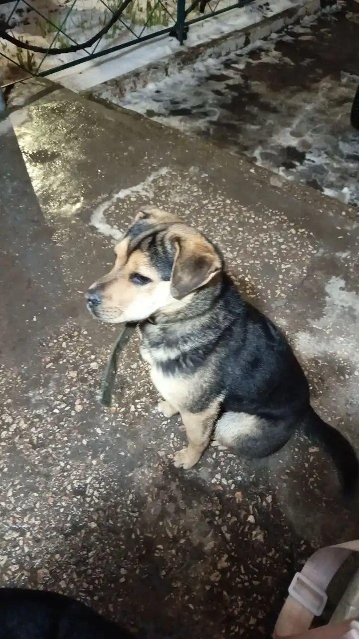 Пропала собака Джерси - Собаки (Животные) в Симферополь