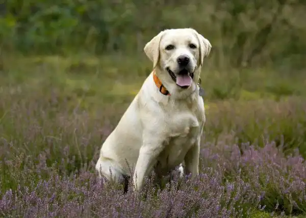 Лабрадор ищет дом - Собаки (Животные) в Симферополь