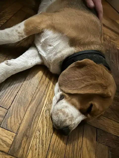 Найдена собака породы бигль в Симферополе - частное объявление в Симферополь