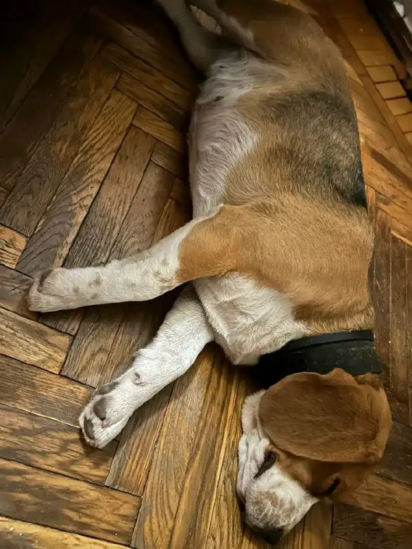 Найдена собака породы бигль в Симферополе - Собаки (Животные) в Симферополь