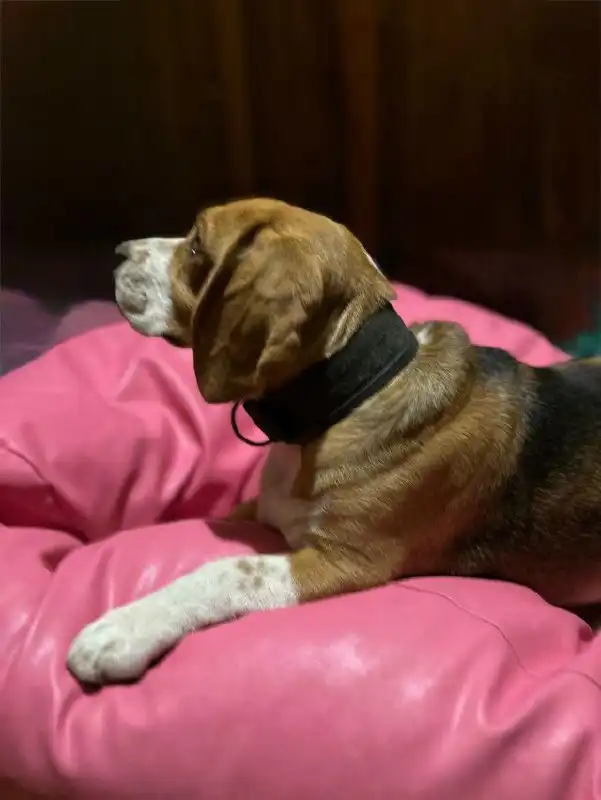 Найдена собака породы бигль в Симферополе - Собаки (Животные) в Симферополь