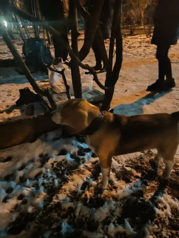 Найдена собака породы бигль в Симферополе - Собаки (Животные) в Симферополь