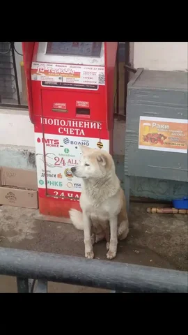 Акита-Ину в Лозовом ищет дом - частное объявление в Лозовое