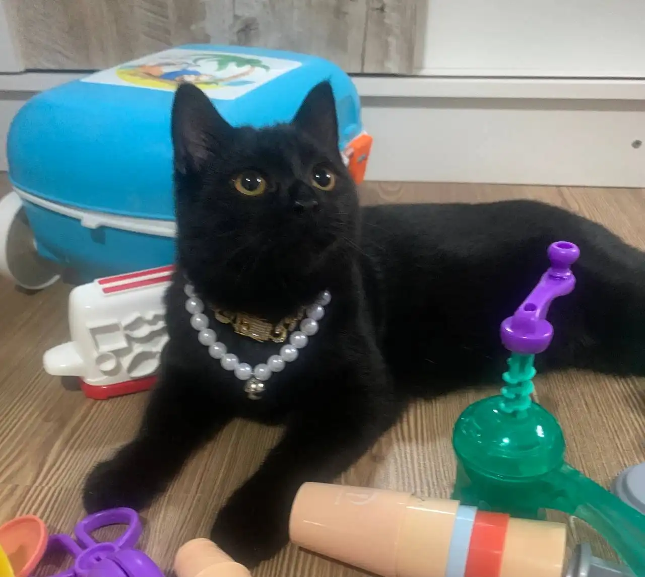 Отдам в добрые руки котенка МУХУ 5 месяцев - Кошки (Животные) в Симферополь