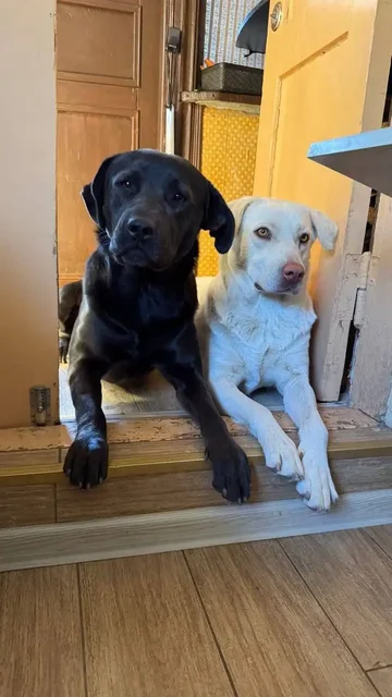 Щенки лабрадора в добрые руки - частное объявление в Симферополь