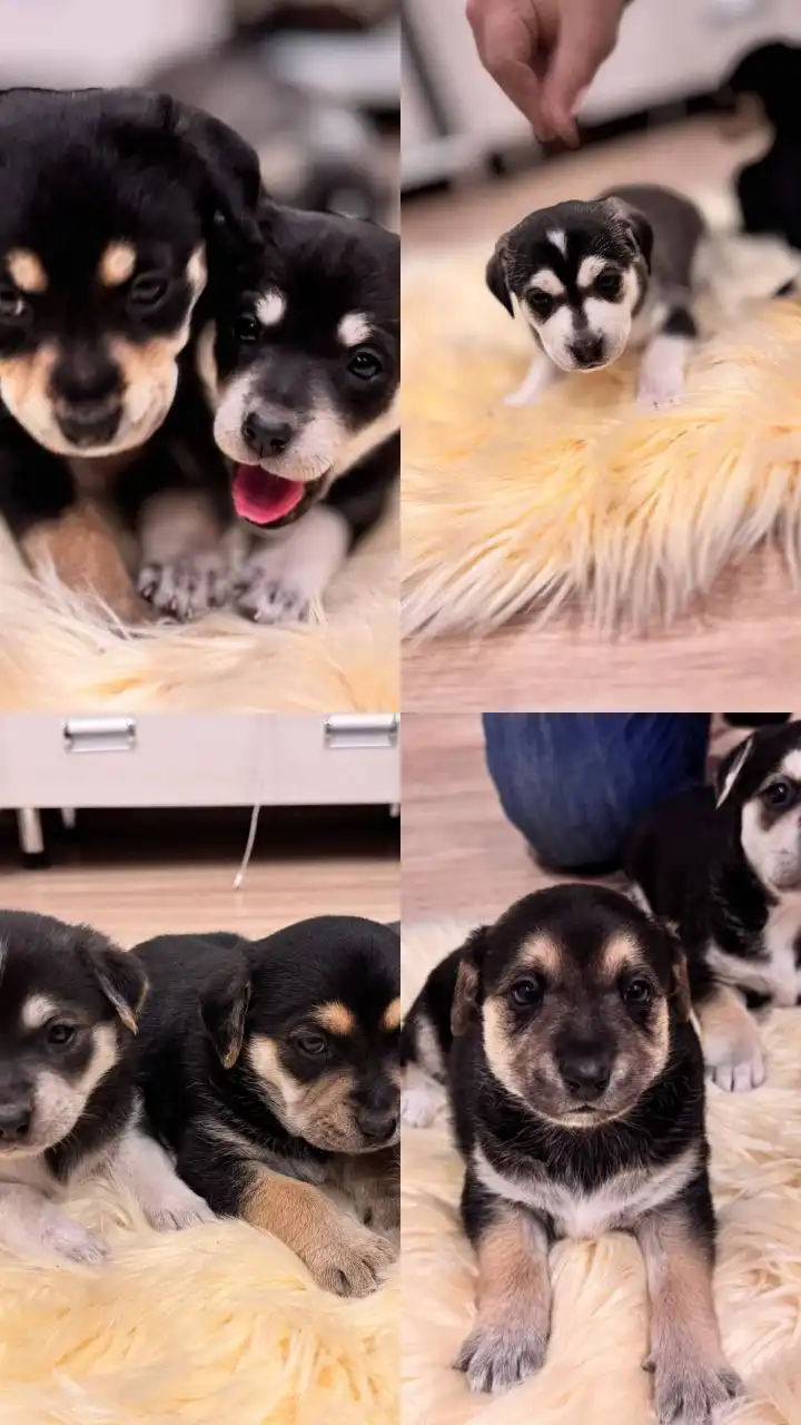 Щенки лабрадора в добрые руки - Собаки (Животные) в Симферополь