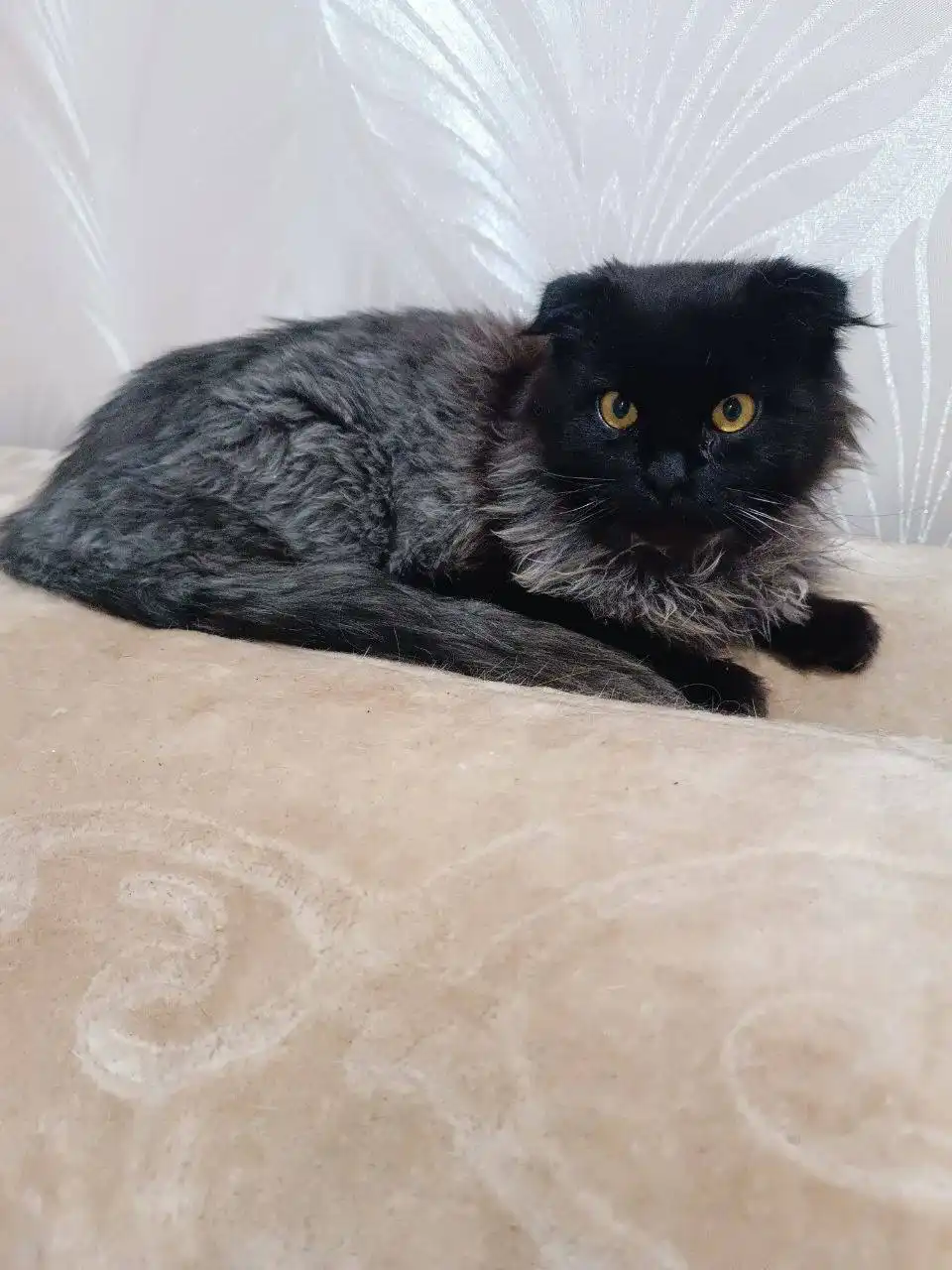 Котята и кошки для дома в Симферополе - Кошки (Животные) в Симферополь