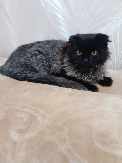 Котята и кошки для дома в Симферополе - частное объявление в Симферополь