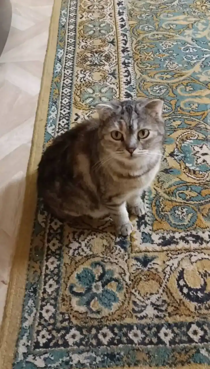 Котята и кошки для дома в Симферополе - Кошки (Животные) в Симферополь