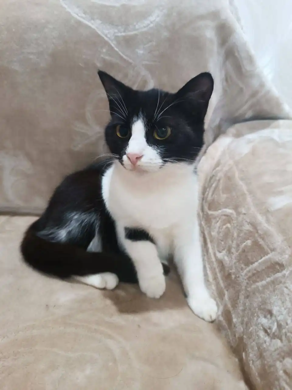 Котята и кошки для дома в Симферополе - Кошки (Животные) в Симферополь