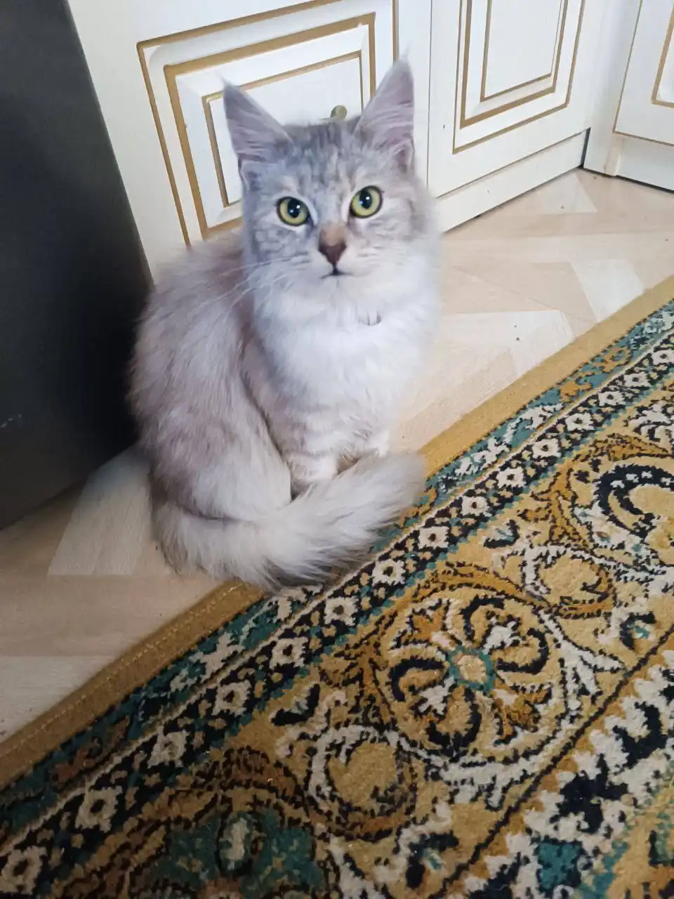 Котята и кошки для дома в Симферополе - Кошки (Животные) в Симферополь