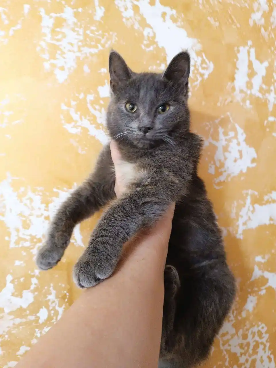 Котята и кошки для дома в Симферополе - Кошки (Животные) в Симферополь