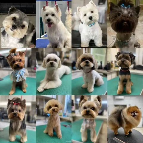 Услуги груминга для собак в Симферополе - частное объявление в Симферополь