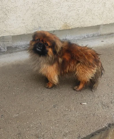 Найден потерянный пикинес на 4 остановке Коллективных Садов - Птицы в Симферополь