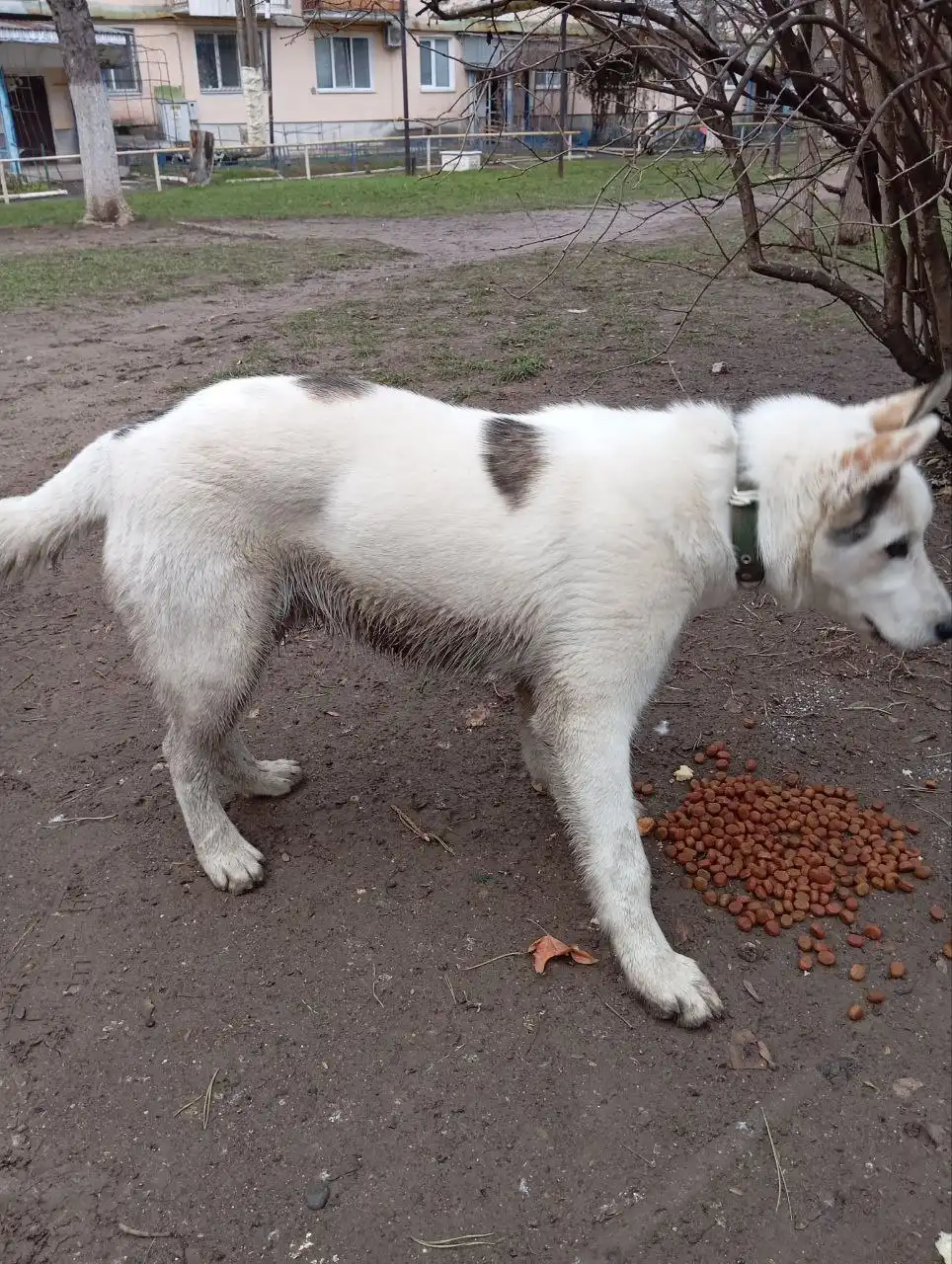 Продажа щенка в Симферополе - Собаки (Животные) в Симферополь