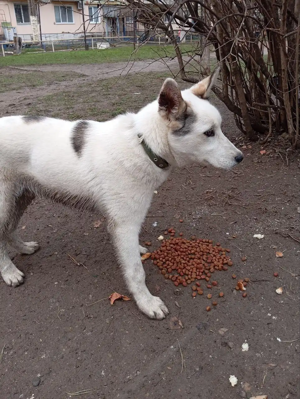 Продажа щенка в Симферополе - Собаки (Животные) в Симферополь