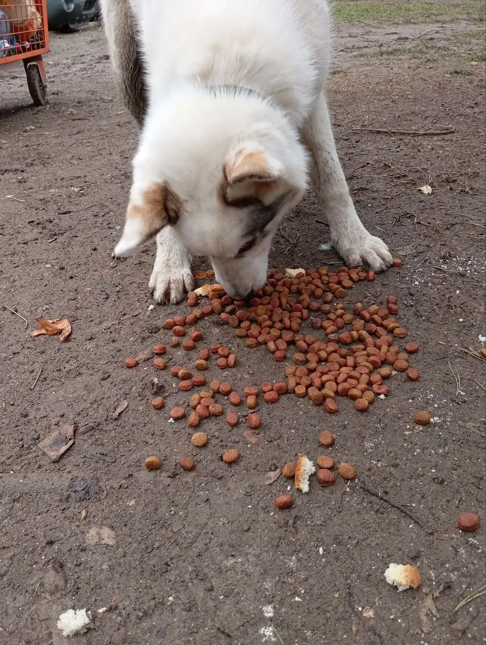 Продажа щенка в Симферополе - Собаки (Животные) в Симферополь