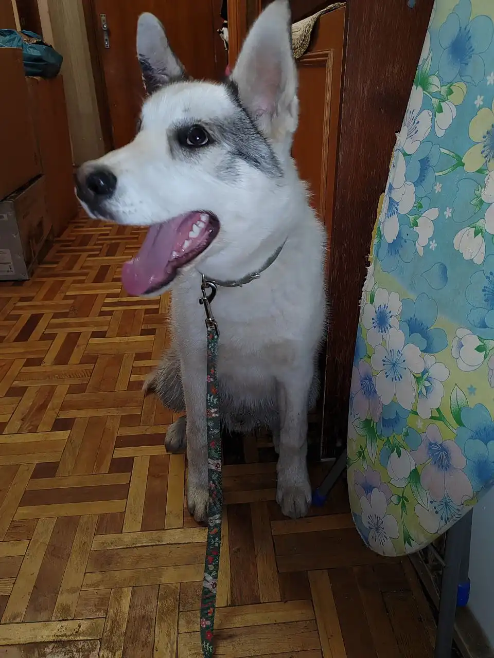 Срочный розыск хозяев или передержки для щенка в Симферополе - Собаки (Животные) в Симферополь