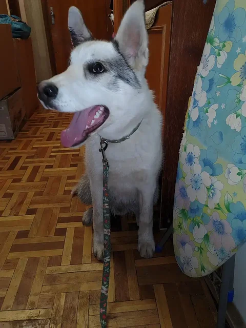 Срочный розыск хозяев или передержки для щенка в Симферополе - Птицы в Симферополь