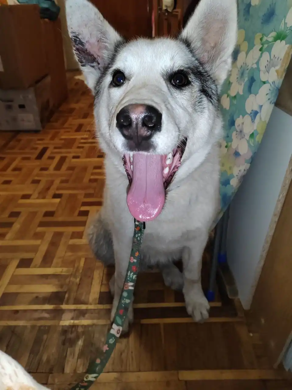 Срочный розыск хозяев или передержки для щенка в Симферополе - Собаки (Животные) в Симферополь