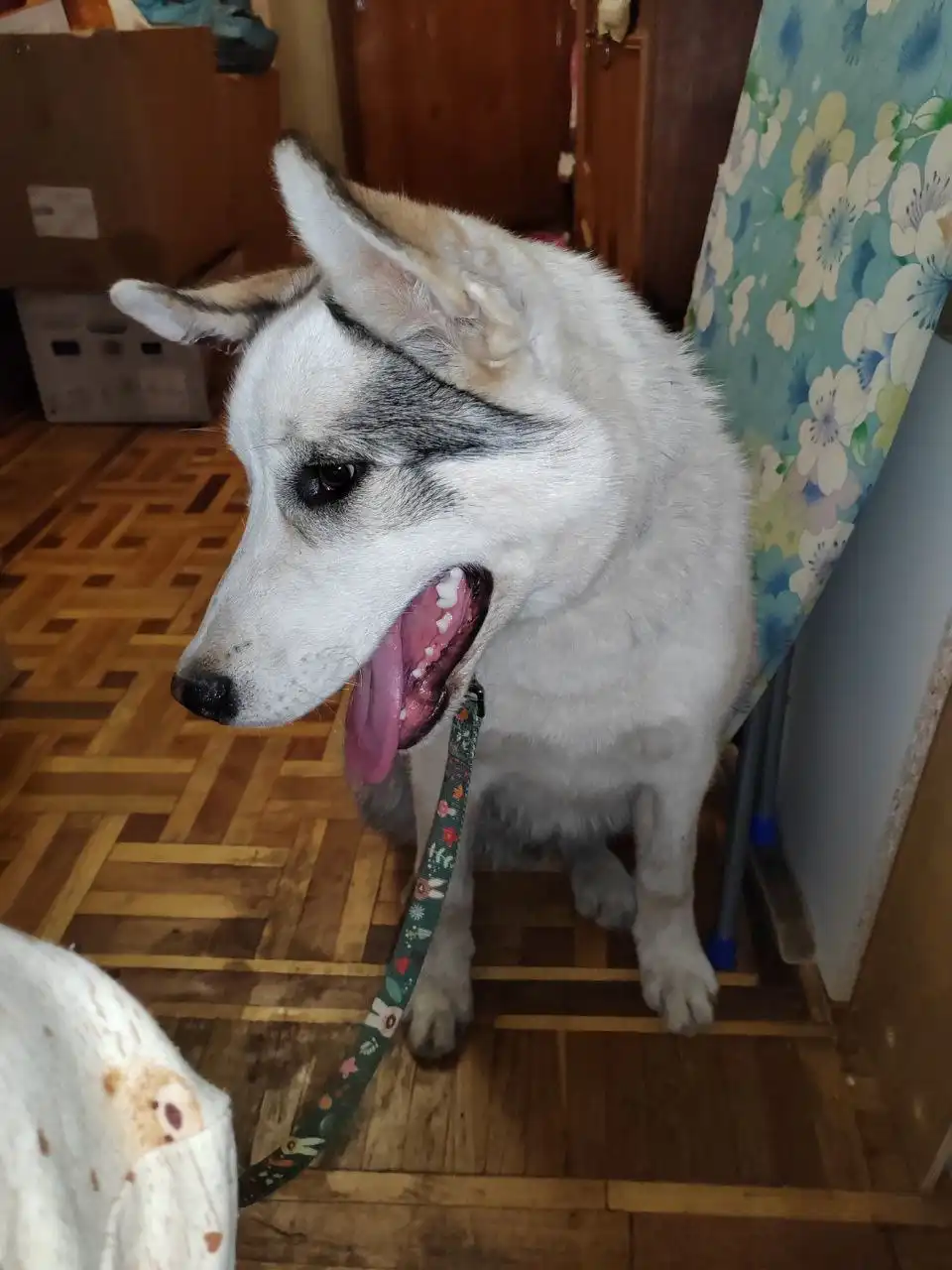 Срочный розыск хозяев или передержки для щенка в Симферополе - Собаки (Животные) в Симферополь