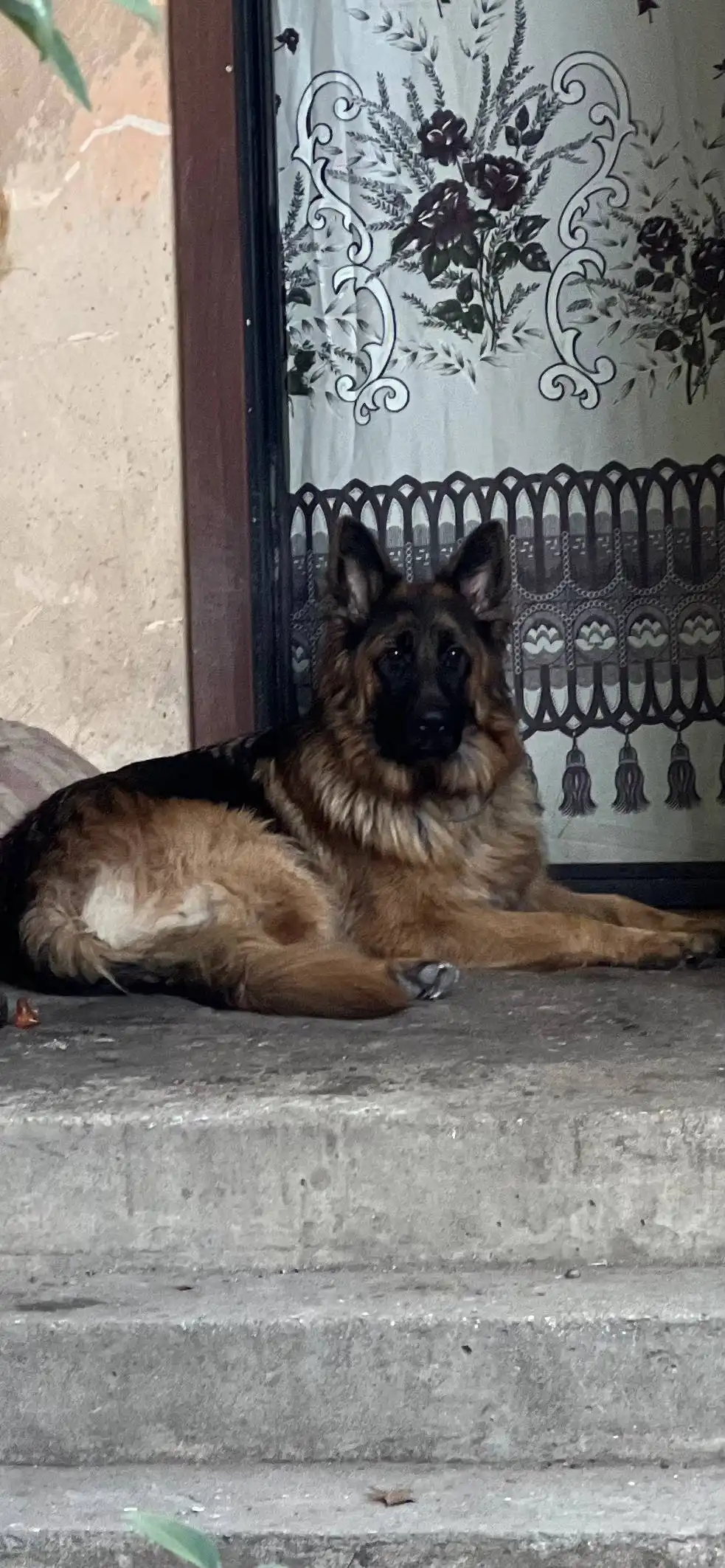 Пропала немецкая овчарка Дана в Симферополе - Потерянные животные (Животные) в Симферополь