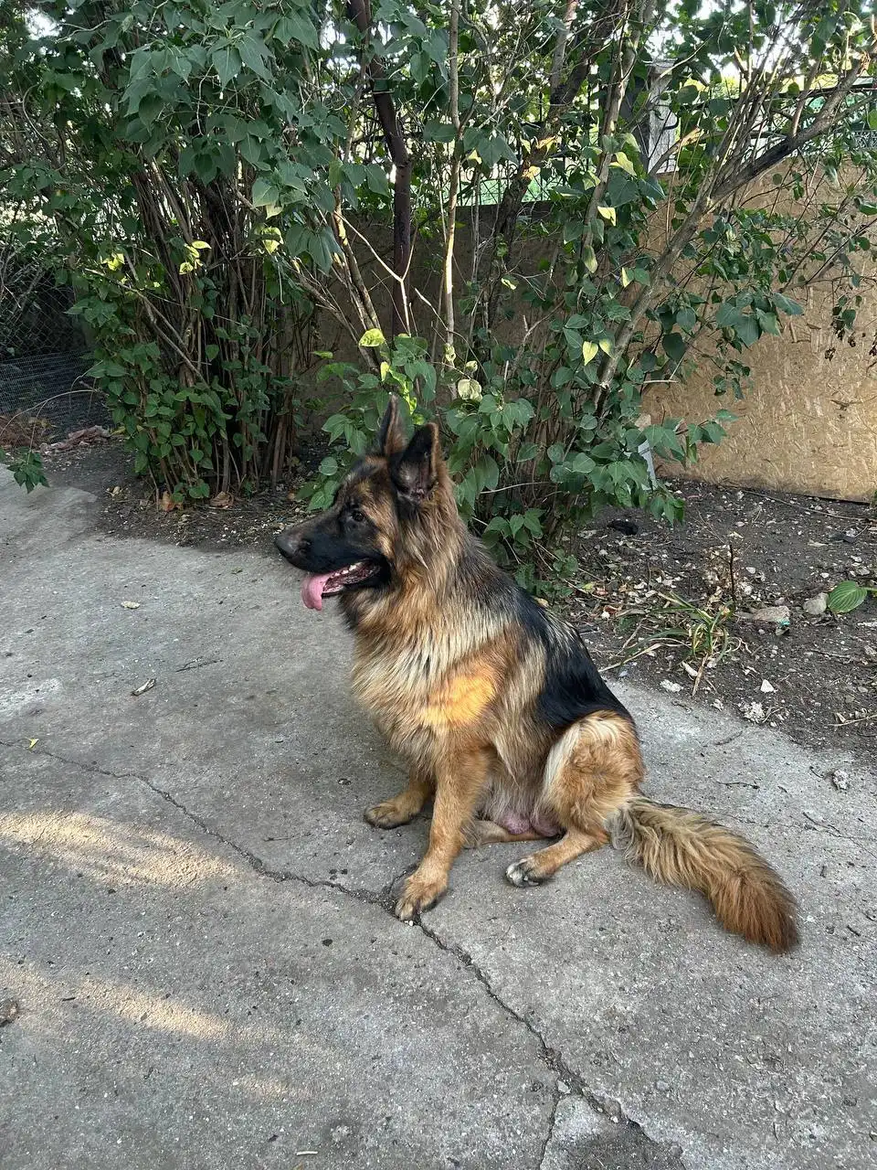 Пропала немецкая овчарка Дана в Симферополе - Потерянные животные (Животные) в Симферополь