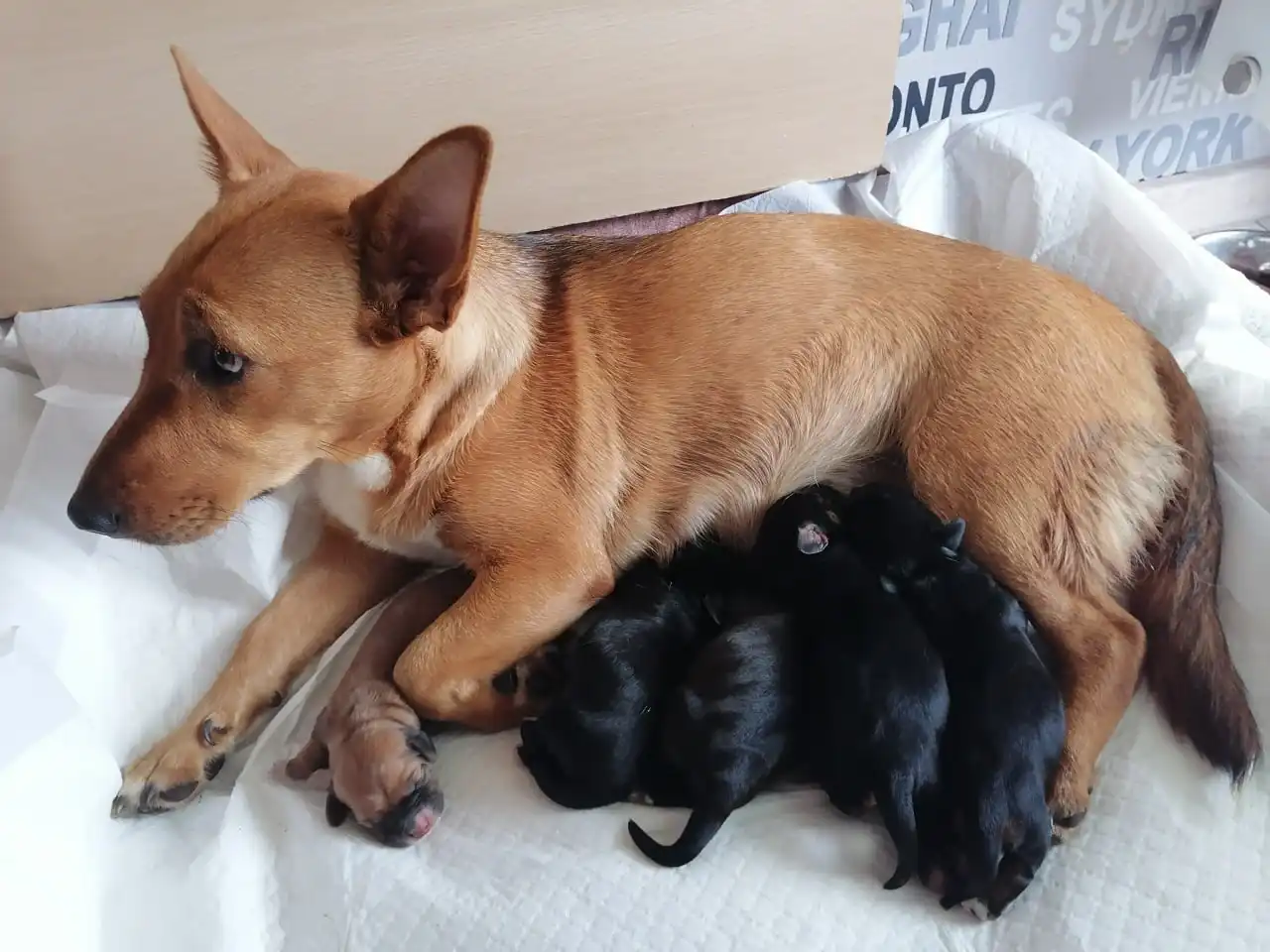 Щенки средних пород ищут хозяев - Собаки (Животные) в Симферополь