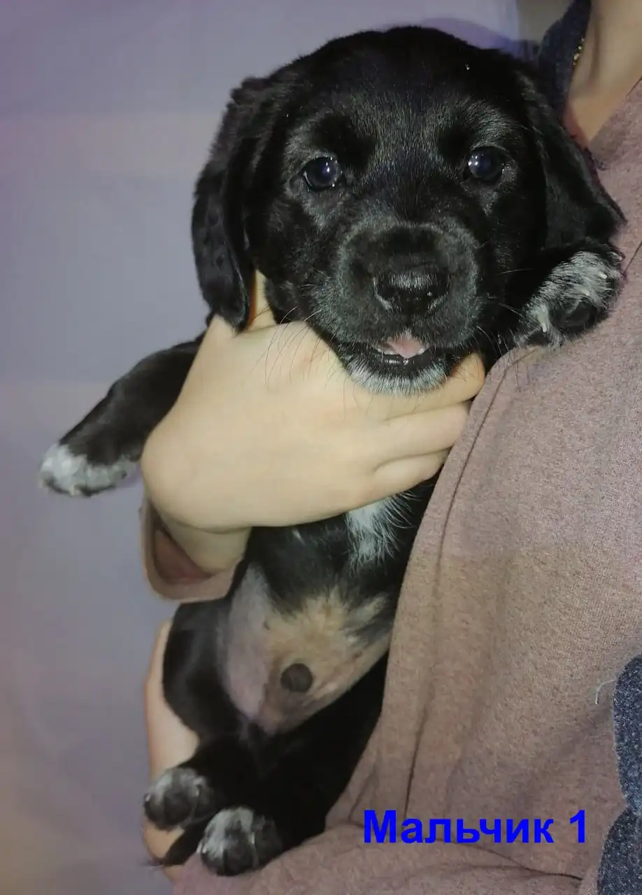 Щенки средних пород ищут хозяев - Собаки (Животные) в Симферополь