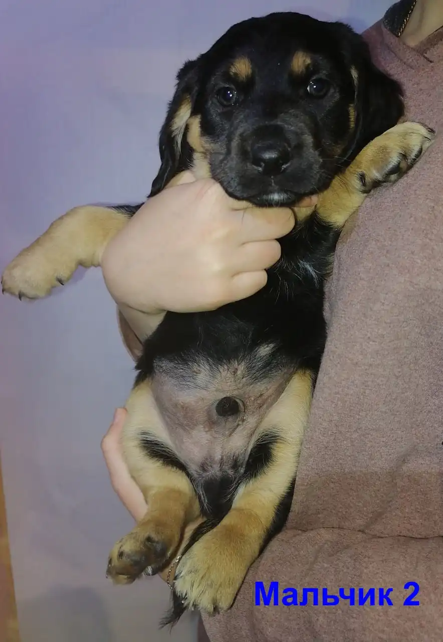 Щенки средних пород ищут хозяев - Собаки (Животные) в Симферополь