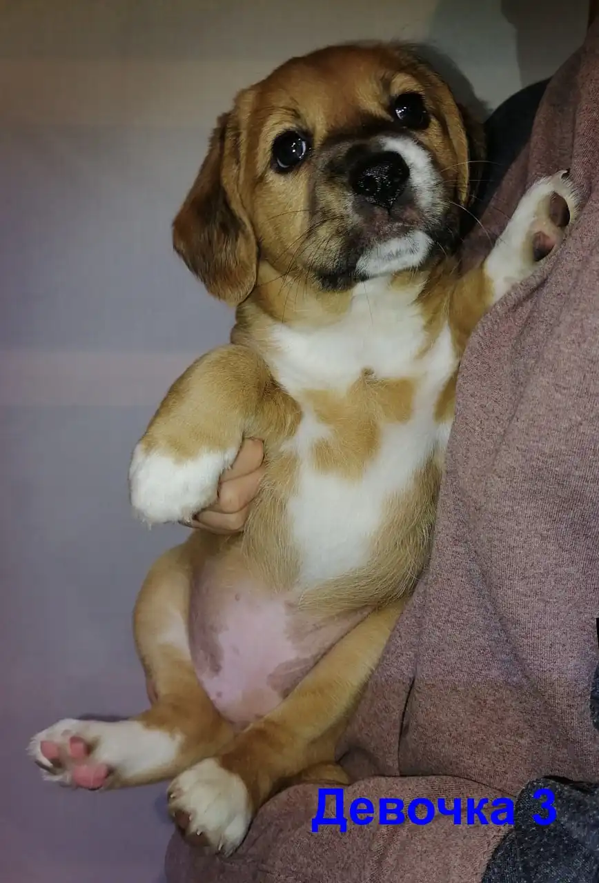 Щенки средних пород ищут хозяев - Собаки (Животные) в Симферополь