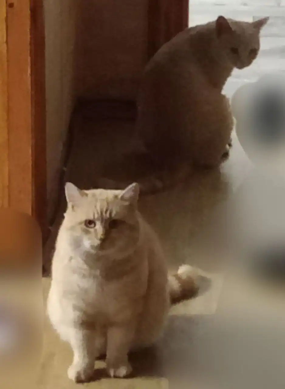 Ищут хозяев для двух рыжих котов в Симферополе - Кошки (Животные) в Симферополь