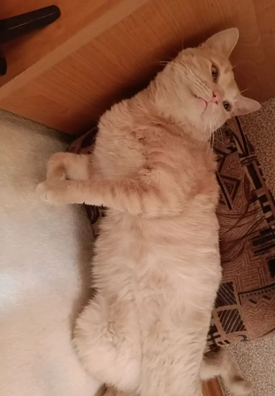 Ищут хозяев для двух рыжих котов в Симферополе - Кошки (Животные) в Симферополь