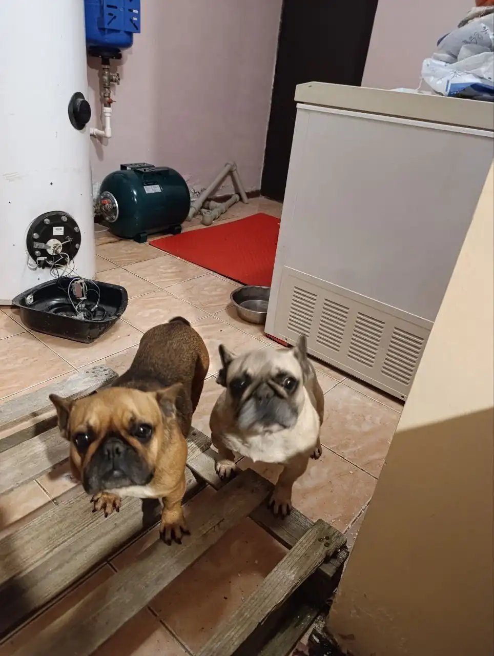 Найдены две бульдожки в Симферополе - Собаки (Животные) в Симферополь