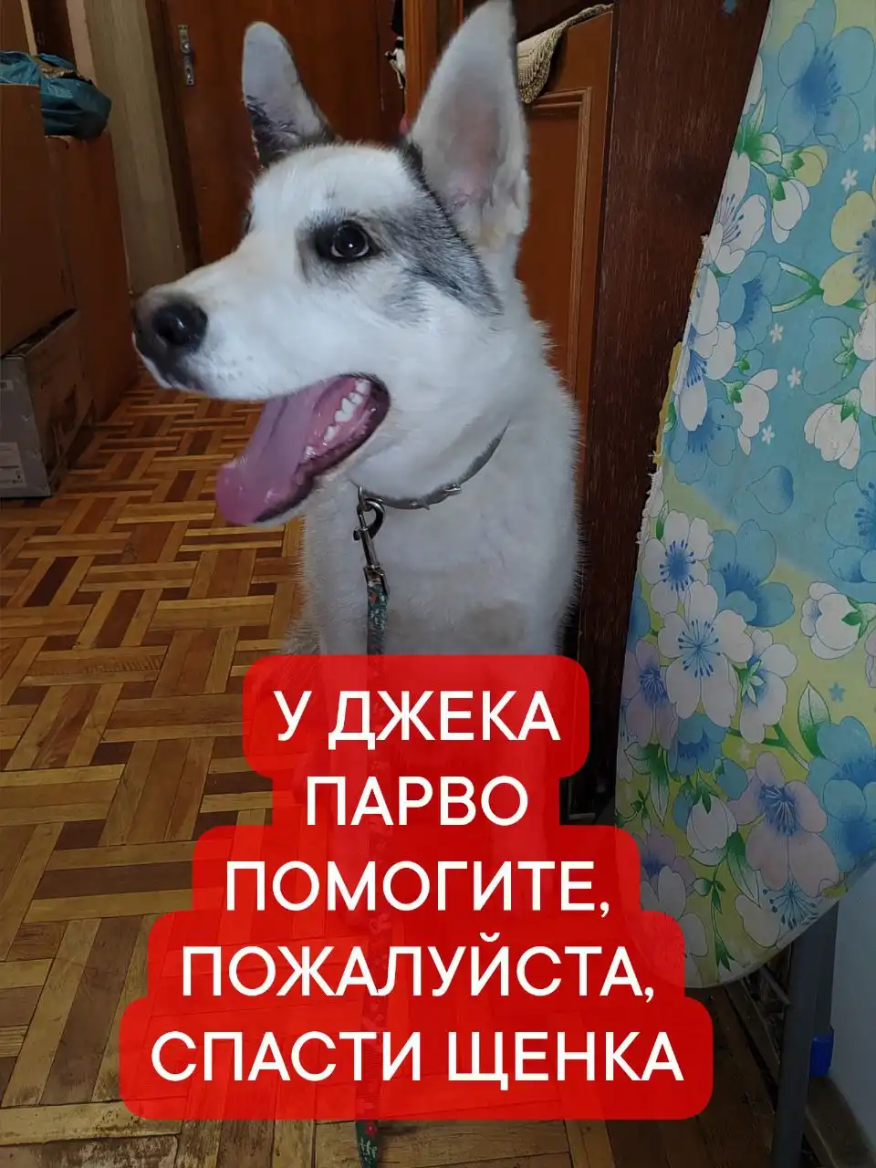 Срочный сбор средств на лечение щенка лайки - Ветеринарная помощь (Животные) в Симферополь