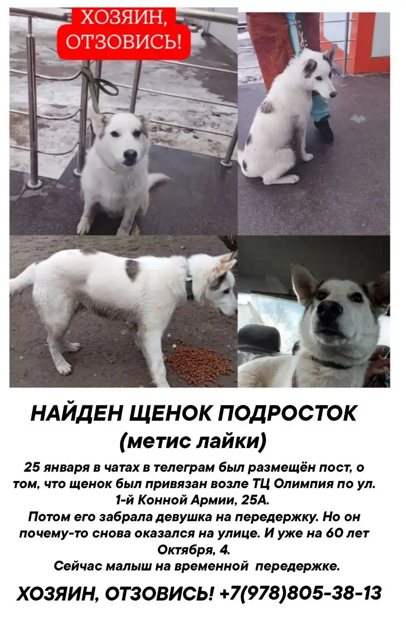 Срочно нужна помощь щенку лайки с парвовирусным энтеритом - Собаки (Животные) в Симферополь